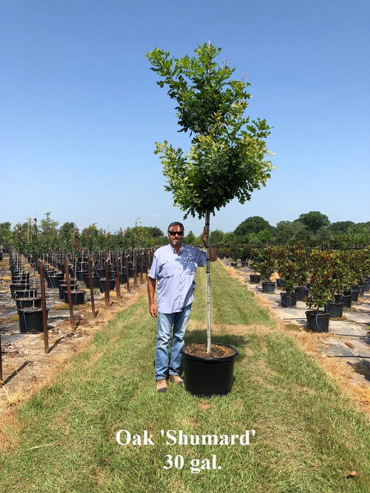 quercus-shumardii-shumard-red-oak