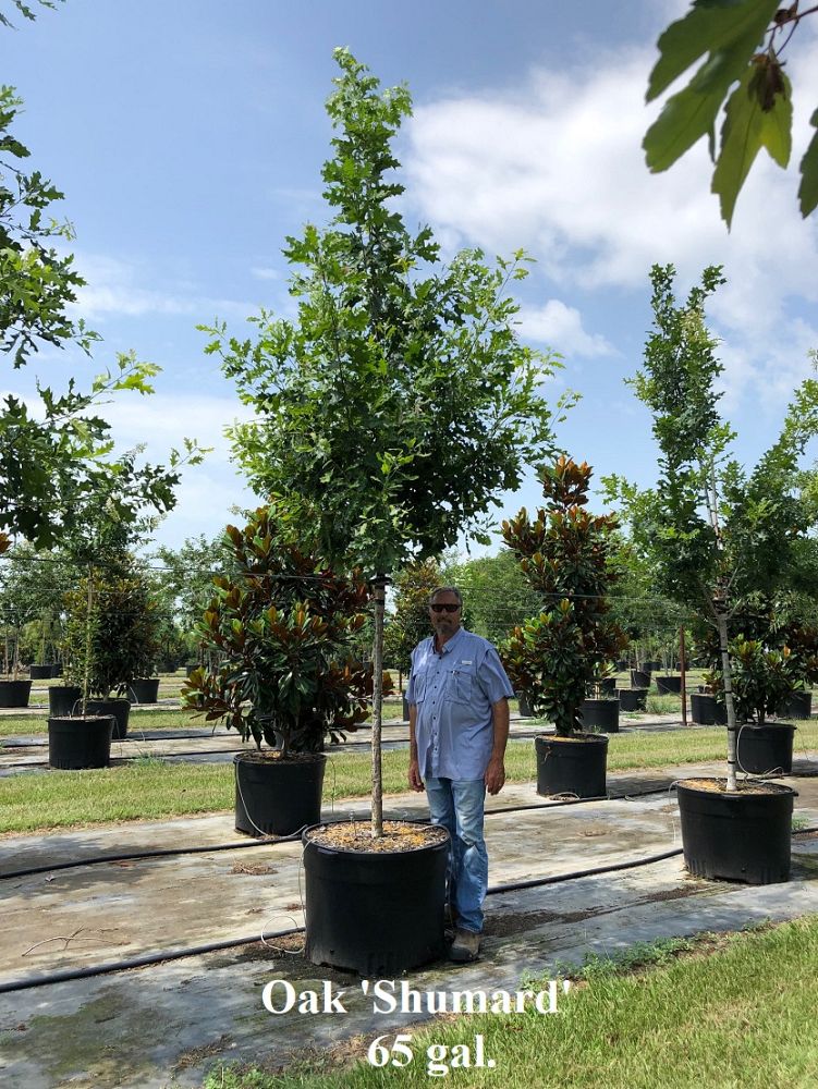 quercus-shumardii-shumard-red-oak