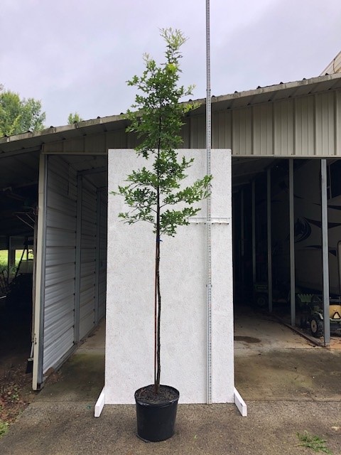 quercus-shumardii-shumard-red-oak