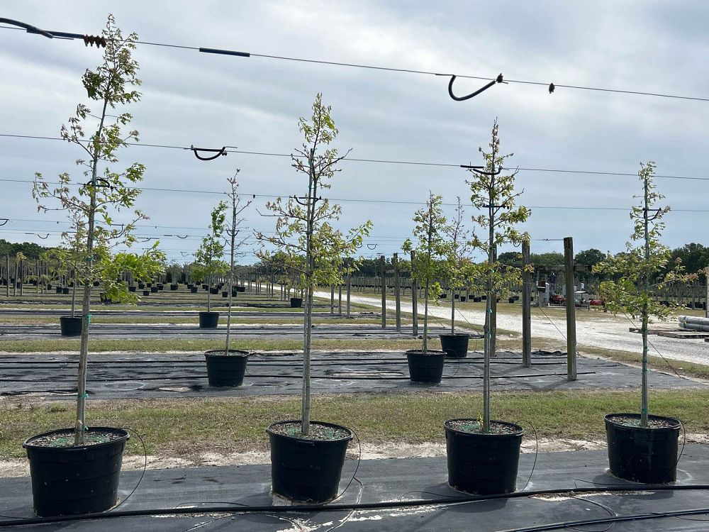 quercus-shumardii-shumard-red-oak