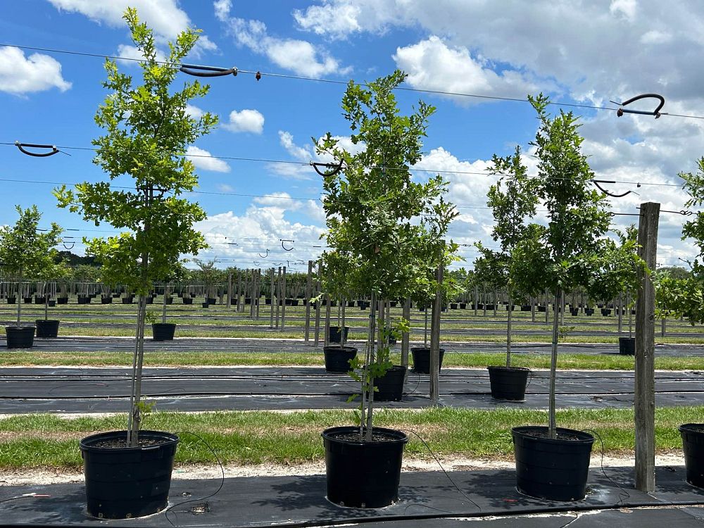 quercus-shumardii-shumard-red-oak