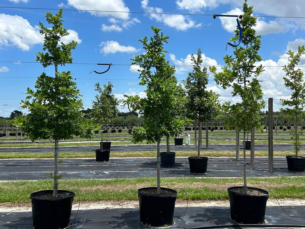 quercus-shumardii-shumard-red-oak