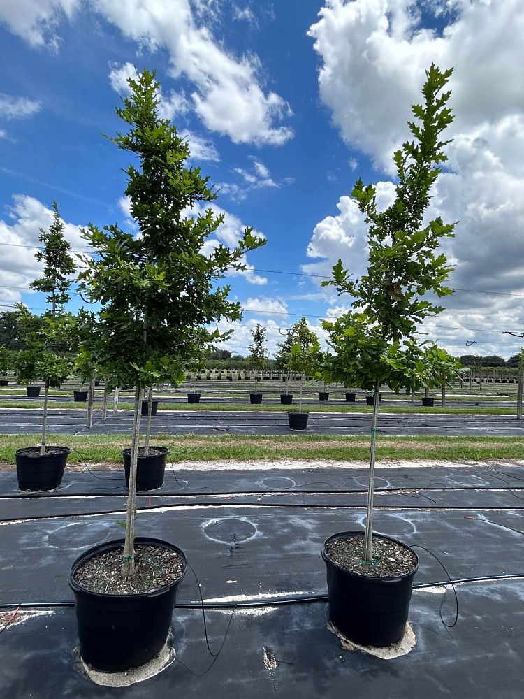 quercus-shumardii-shumard-red-oak