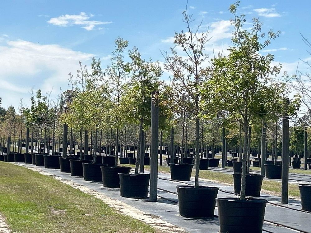 quercus-shumardii-shumard-red-oak