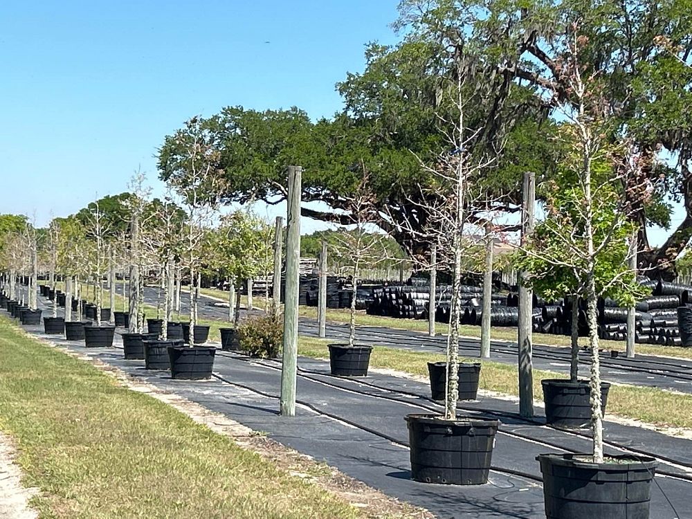 quercus-shumardii-shumard-red-oak