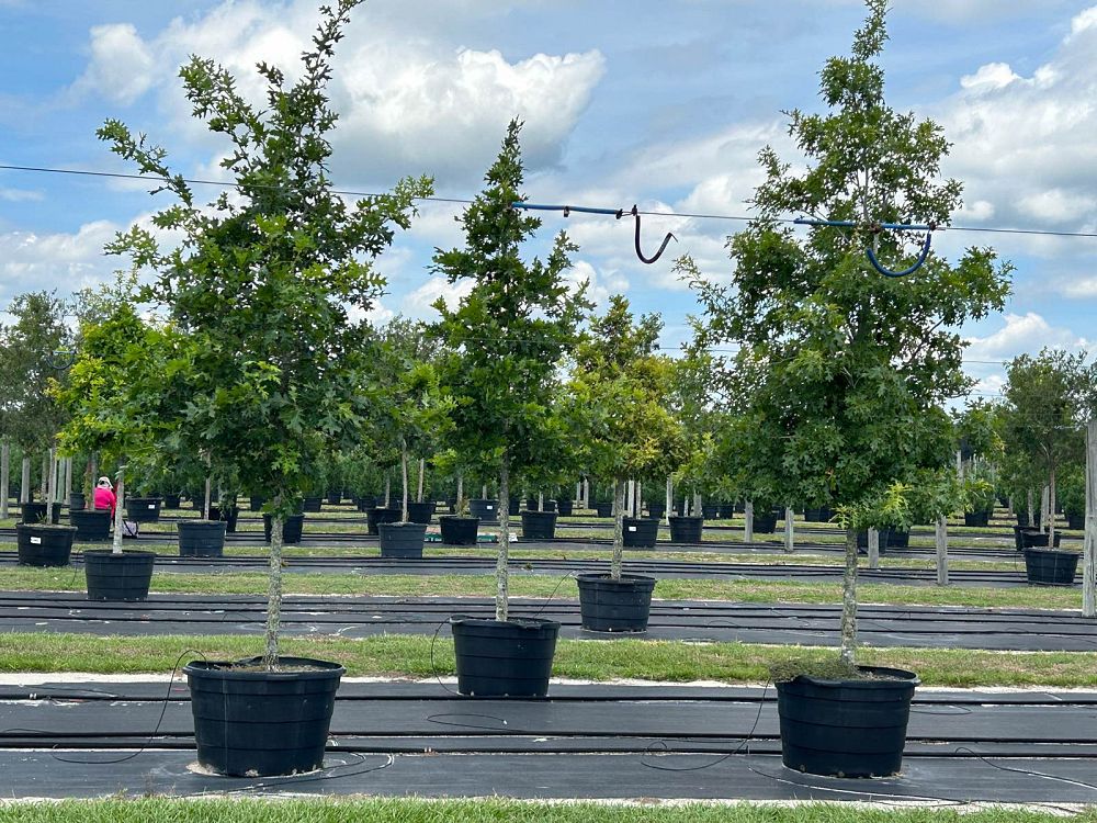 quercus-shumardii-shumard-red-oak