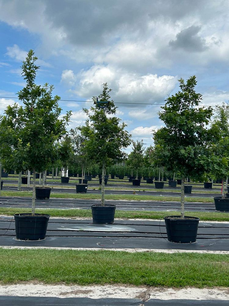 quercus-shumardii-shumard-red-oak