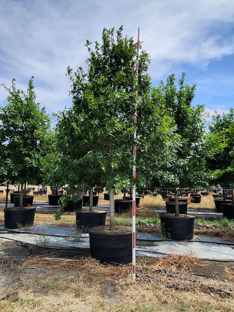 quercus-shumardii-shumard-red-oak