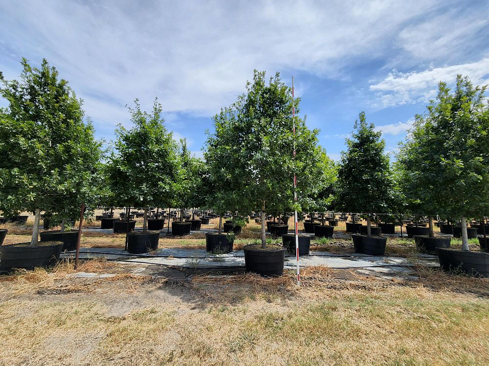 quercus-shumardii-shumard-red-oak