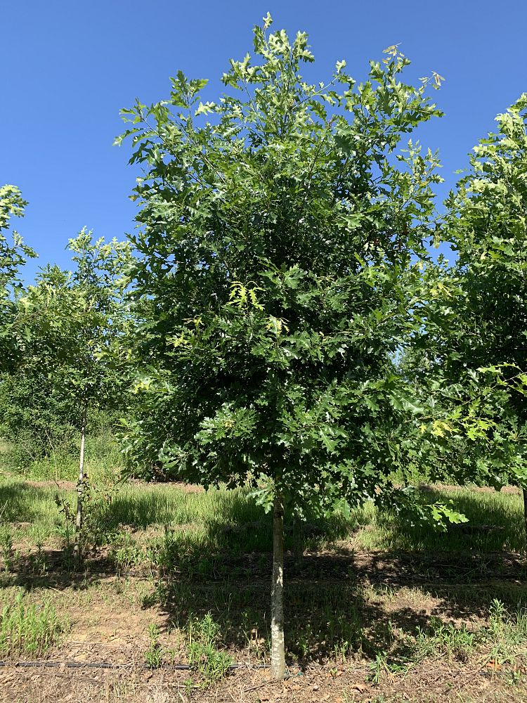 quercus-shumardii-shumard-red-oak