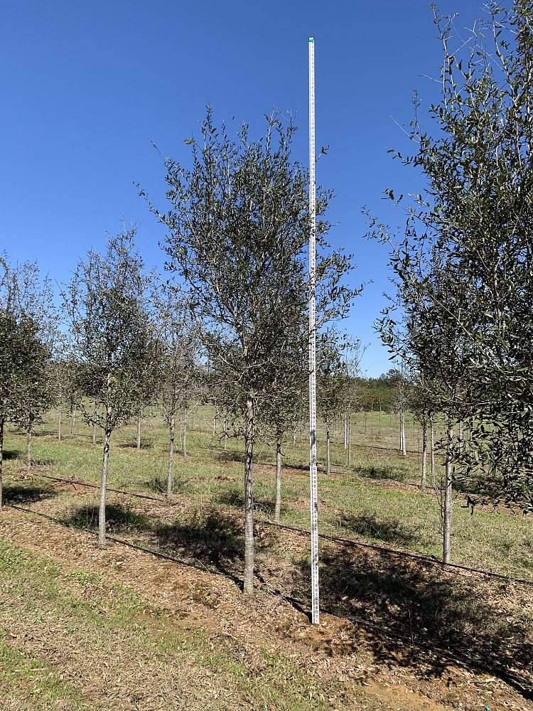 quercus-shumardii-shumard-red-oak