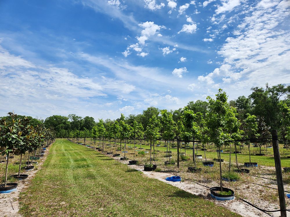 quercus-shumardii-shumard-red-oak