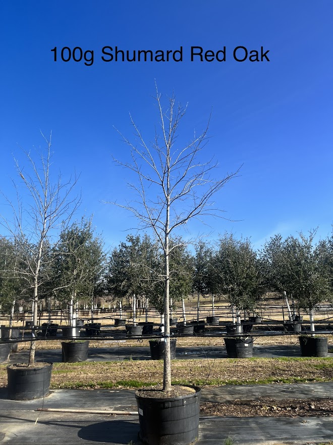 quercus-shumardii-shumard-red-oak