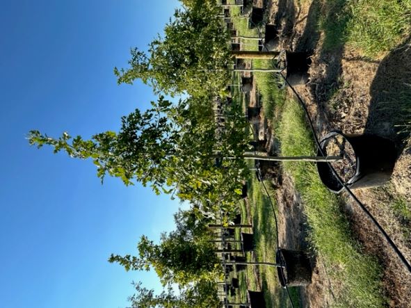 quercus-shumardii-shumard-red-oak