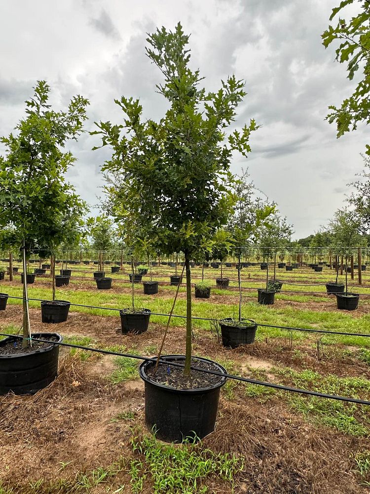 quercus-shumardii-shumard-red-oak