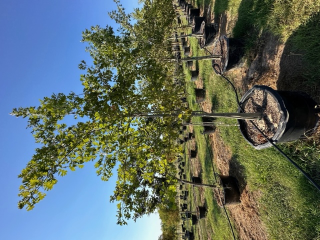 quercus-shumardii-shumard-red-oak