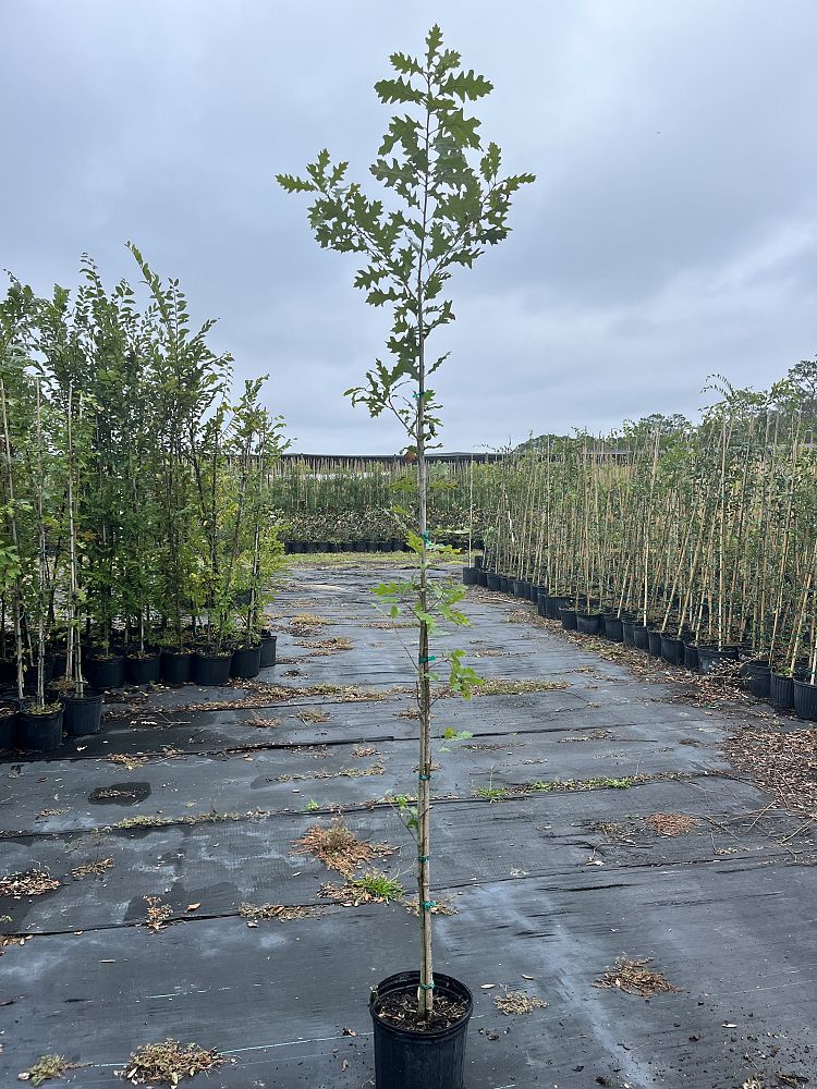 quercus-shumardii-shumard-red-oak