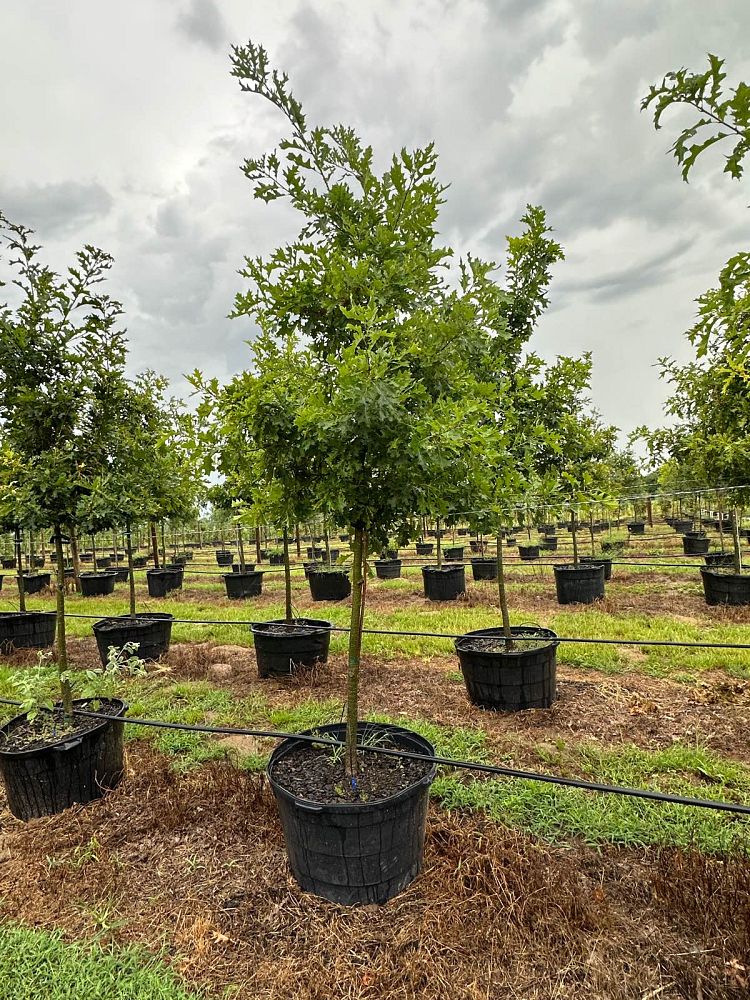 quercus-shumardii-shumard-red-oak