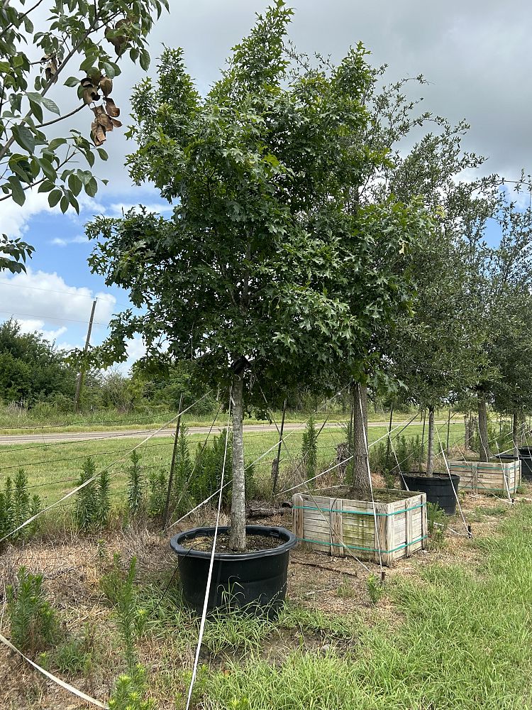 quercus-shumardii-shumard-red-oak