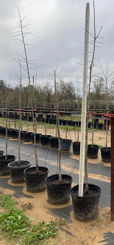 quercus-shumardii-shumard-red-oak