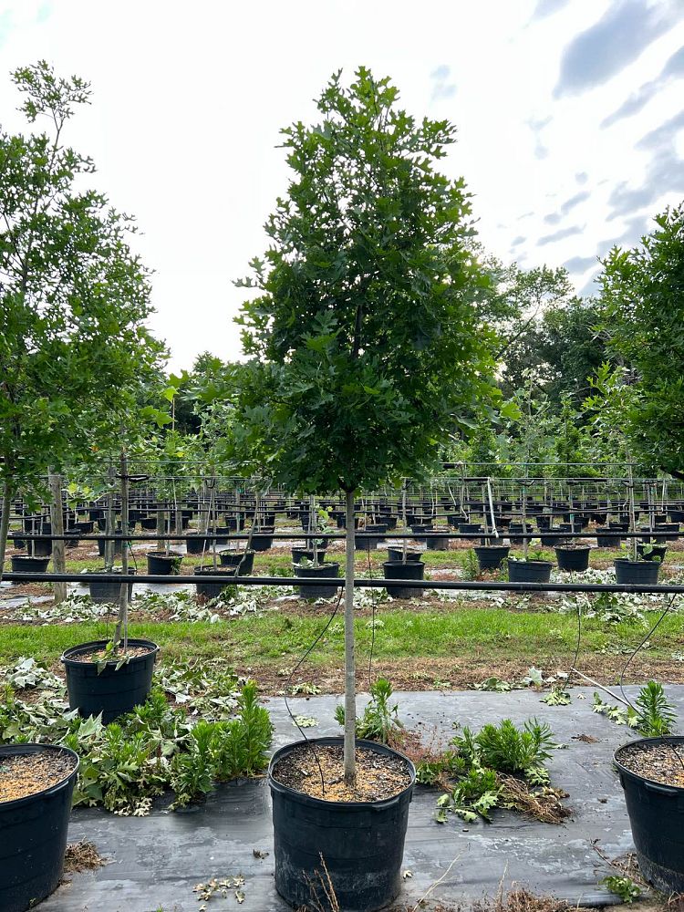 quercus-shumardii-shumard-red-oak