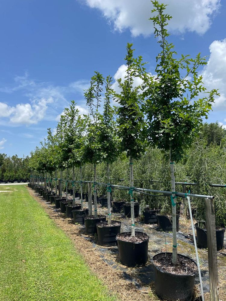 quercus-shumardii-shumard-red-oak