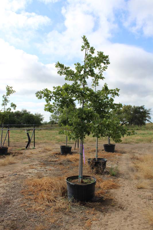 quercus-shumardii-shumard-red-oak