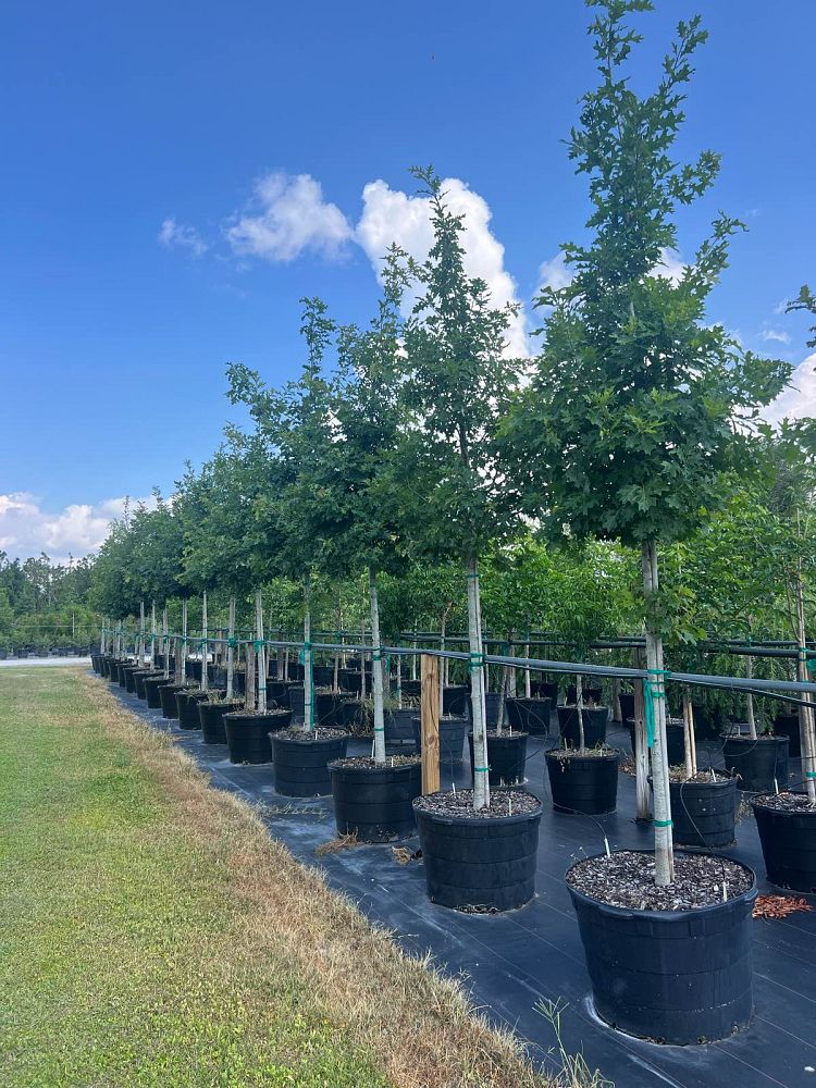 quercus-shumardii-shumard-red-oak
