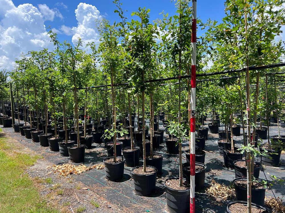 quercus-shumardii-shumard-red-oak