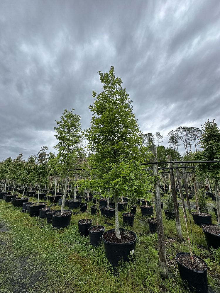 quercus-shumardii-shumard-red-oak