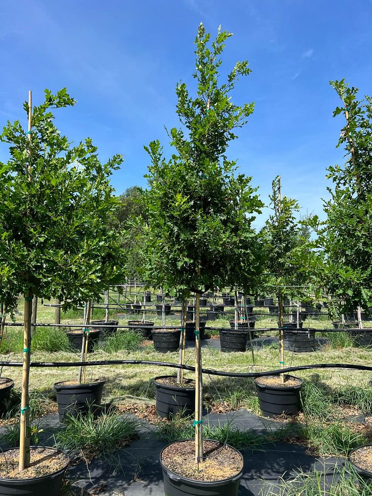 quercus-shumardii-shumard-red-oak