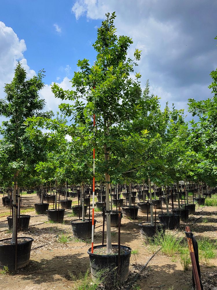 quercus-shumardii-shumard-red-oak