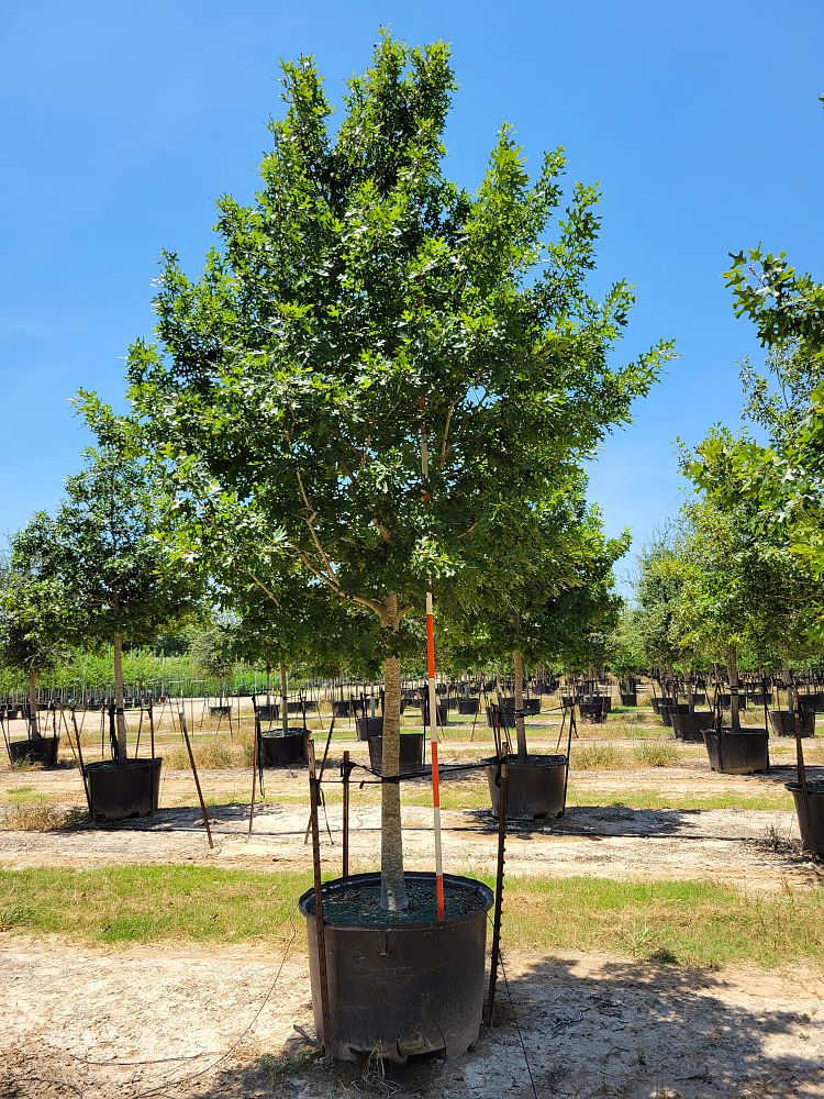 quercus-shumardii-shumard-red-oak