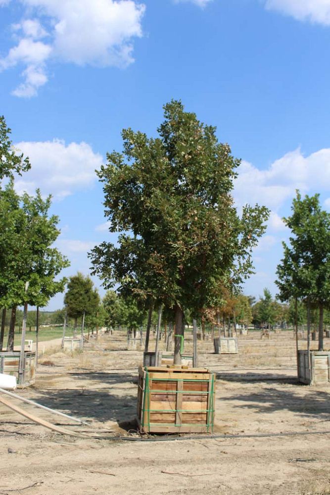 quercus-shumardii-shumard-red-oak