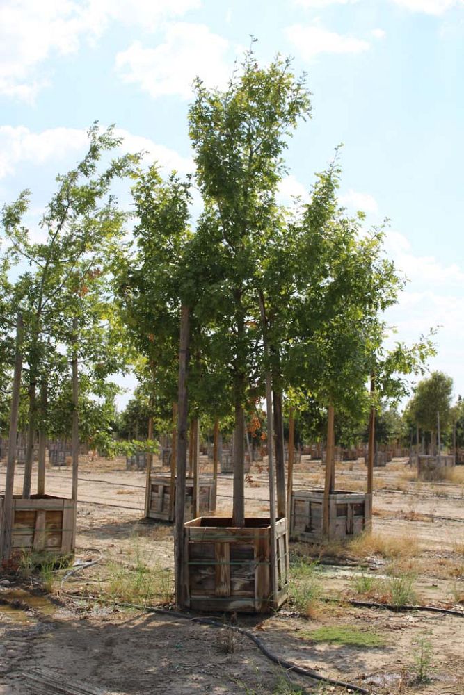 quercus-shumardii-shumard-red-oak
