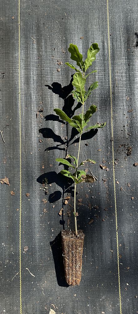 quercus-shumardii-shumard-red-oak