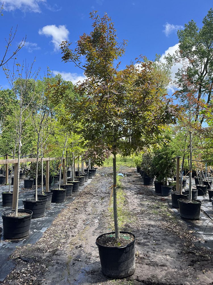 quercus-shumardii-shumard-red-oak