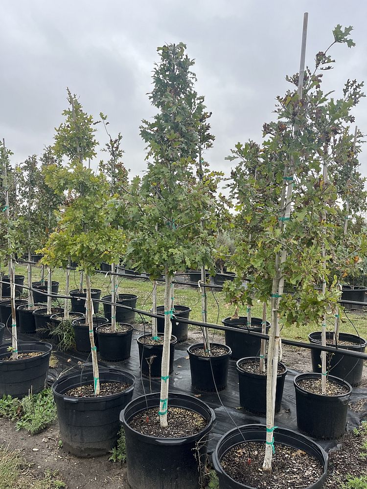 quercus-shumardii-shumard-red-oak