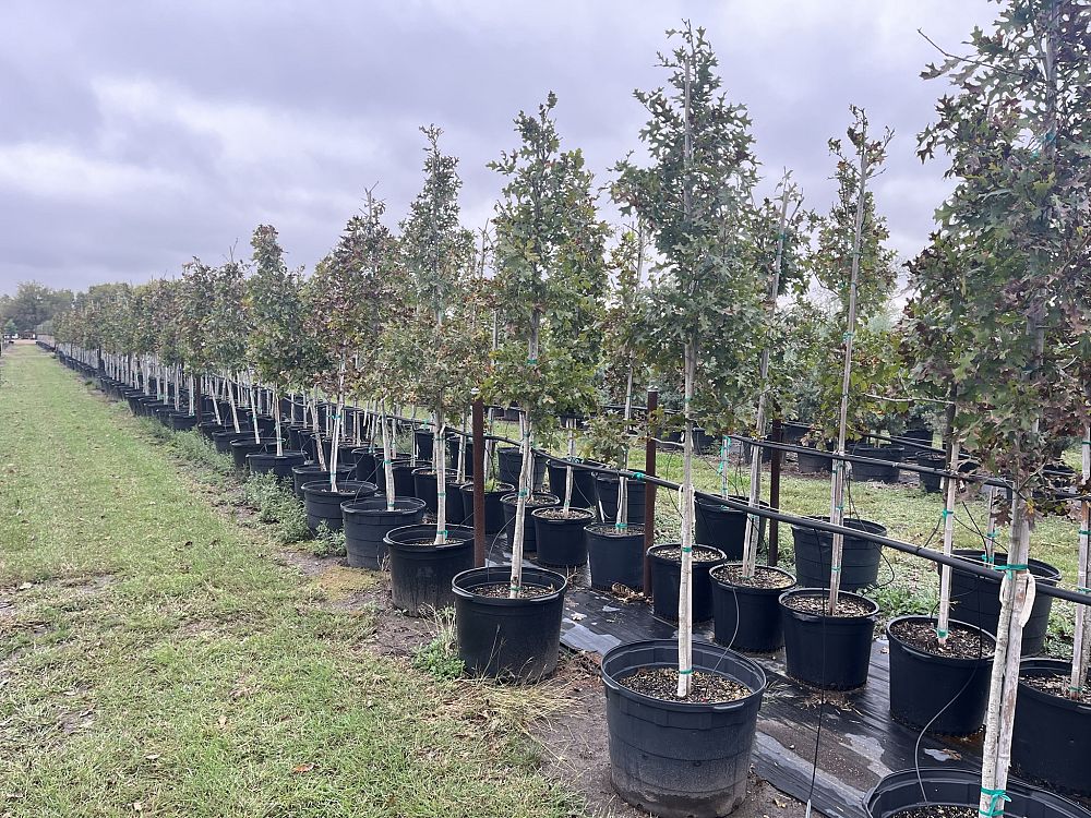quercus-shumardii-shumard-red-oak