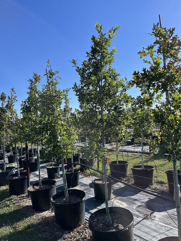 quercus-shumardii-shumard-red-oak