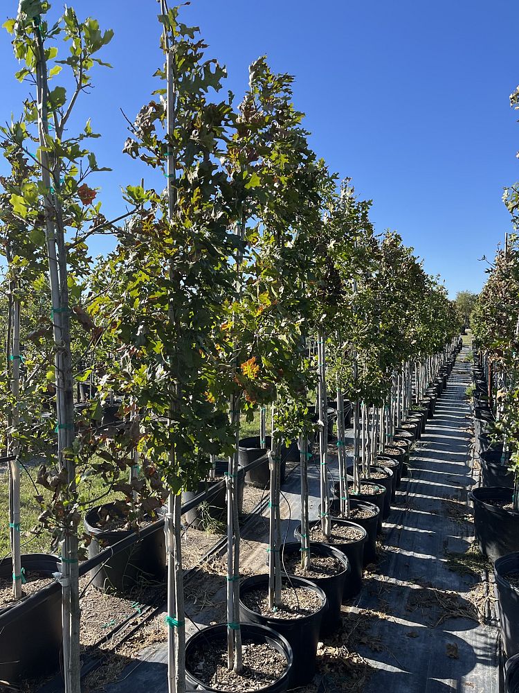 quercus-shumardii-shumard-red-oak