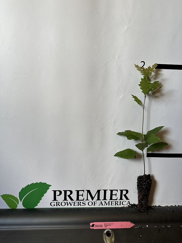 quercus-shumardii-shumard-red-oak