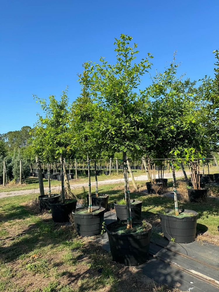quercus-shumardii-shumard-red-oak