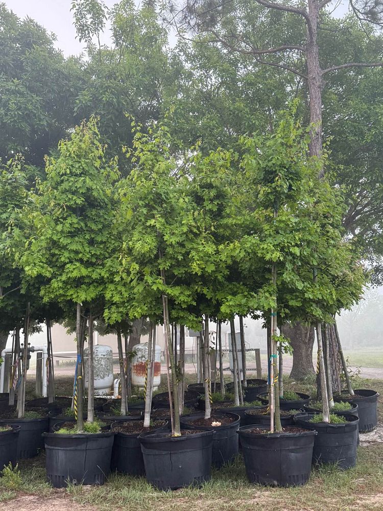 quercus-shumardii-shumard-red-oak