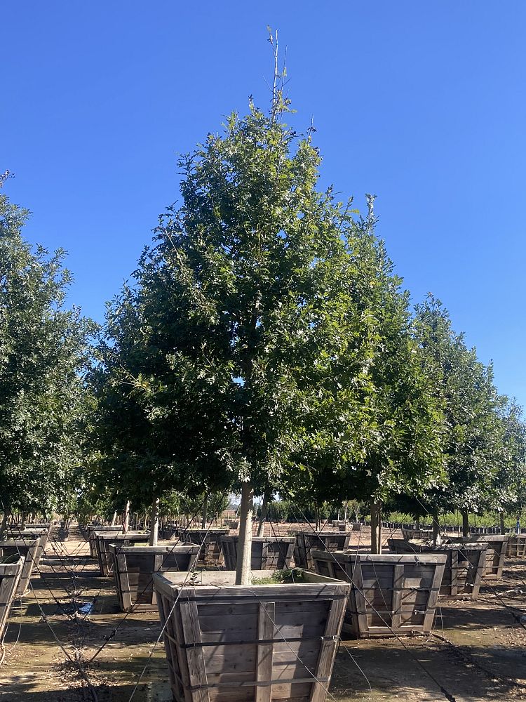 quercus-shumardii-shumard-red-oak