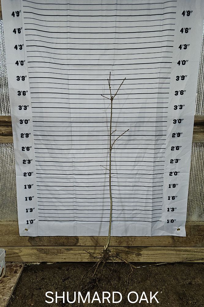 quercus-shumardii-shumard-red-oak