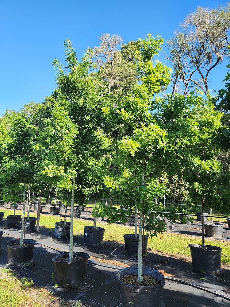 quercus-shumardii-shumard-red-oak