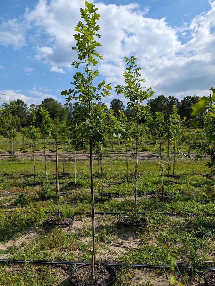 quercus-shumardii-shumard-red-oak
