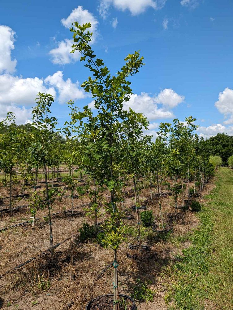 quercus-shumardii-shumard-red-oak