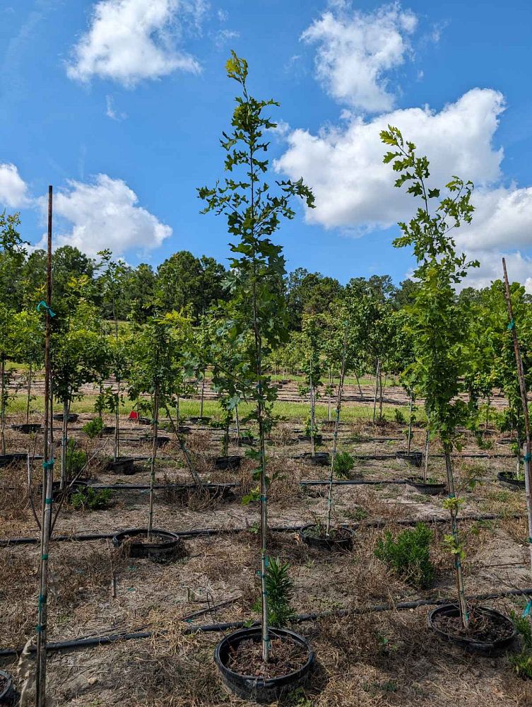 quercus-shumardii-shumard-red-oak